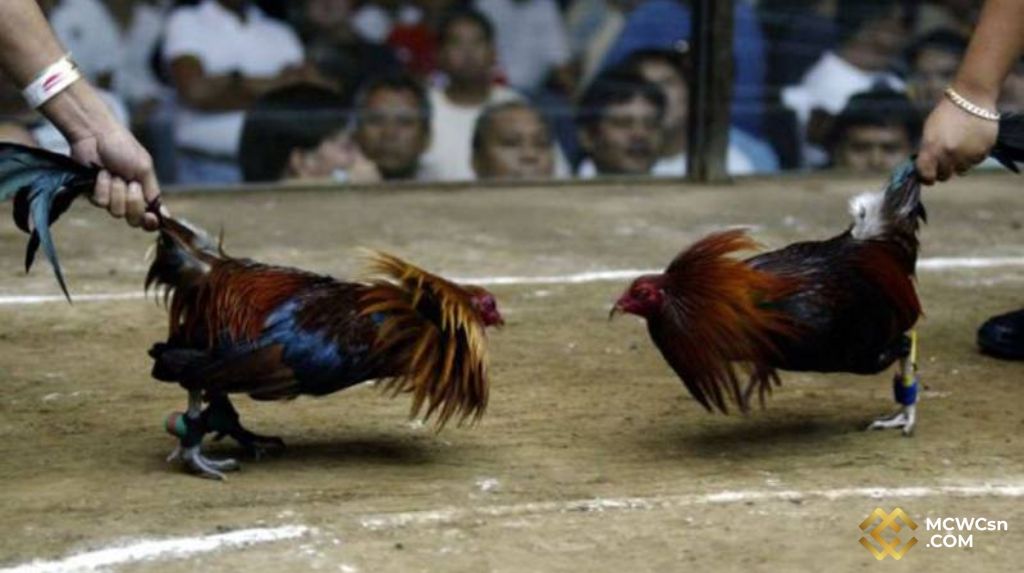 Chăm Sóc Gà Đá Cựa Sắt Trước và Sau Trận Đấu
